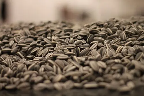 A close view of a thick carpet of thousands of small grey-and-white striped sunflower seeds, each one made of porcelain.