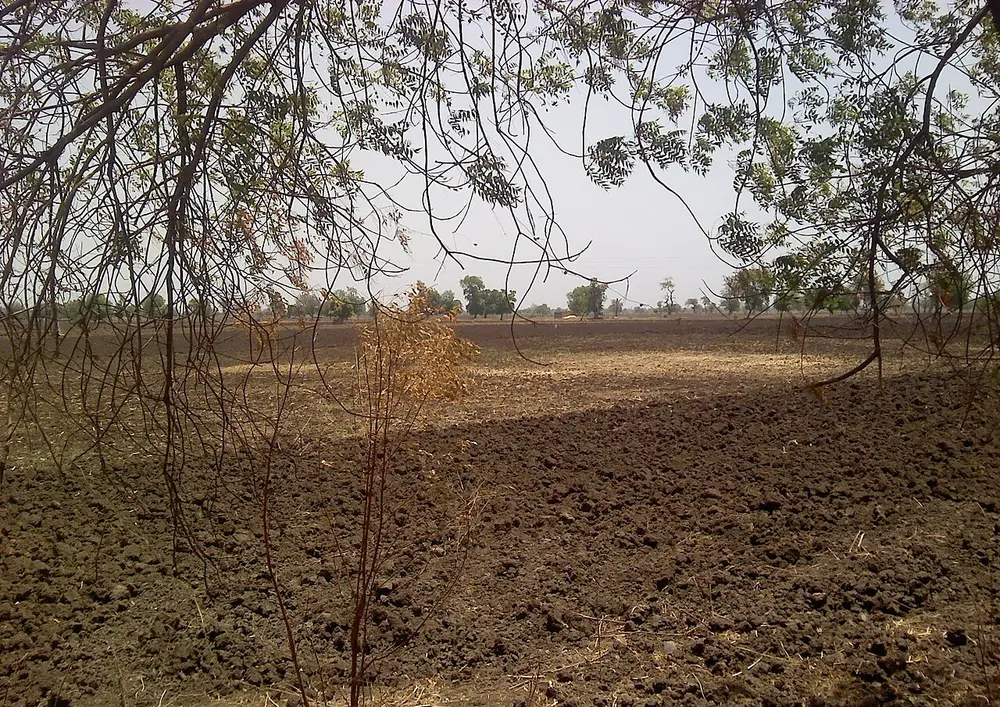 A wide, ploughed field of dark, lumpy soil under a hazy sky, seen through the branches of a tree.