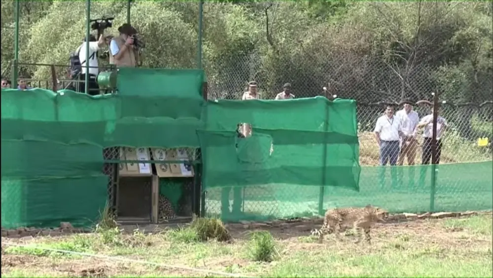 A cheetah stepping out of an opened wooden crate into a fenced enclosure, while people with cameras watch from a raised platform.