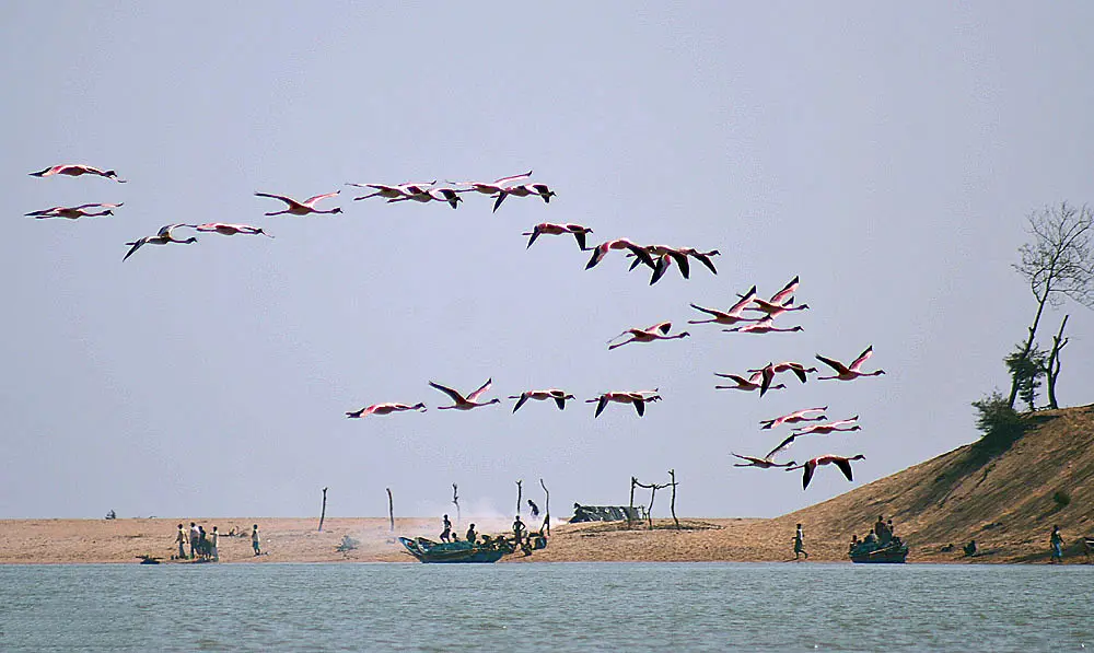 A flock of pink flamingos flying low over a lagoon, with fishing boats and people on a sandy shore beyond.