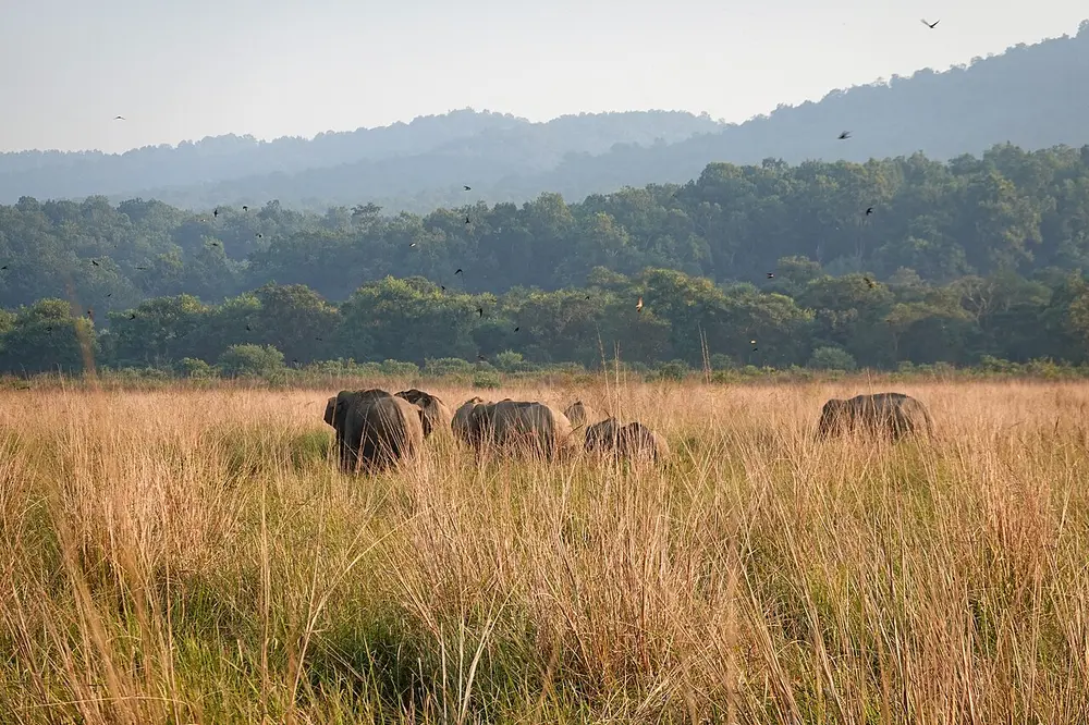 A herd of elephants walking through tall golden grass, with a band of green forest and hazy hills behind.