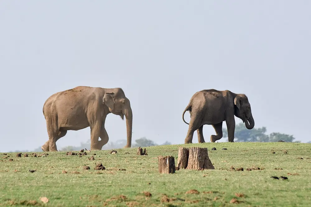 Two Asian elephants walking across a short green meadow, with tree stumps in front and pale sky behind.