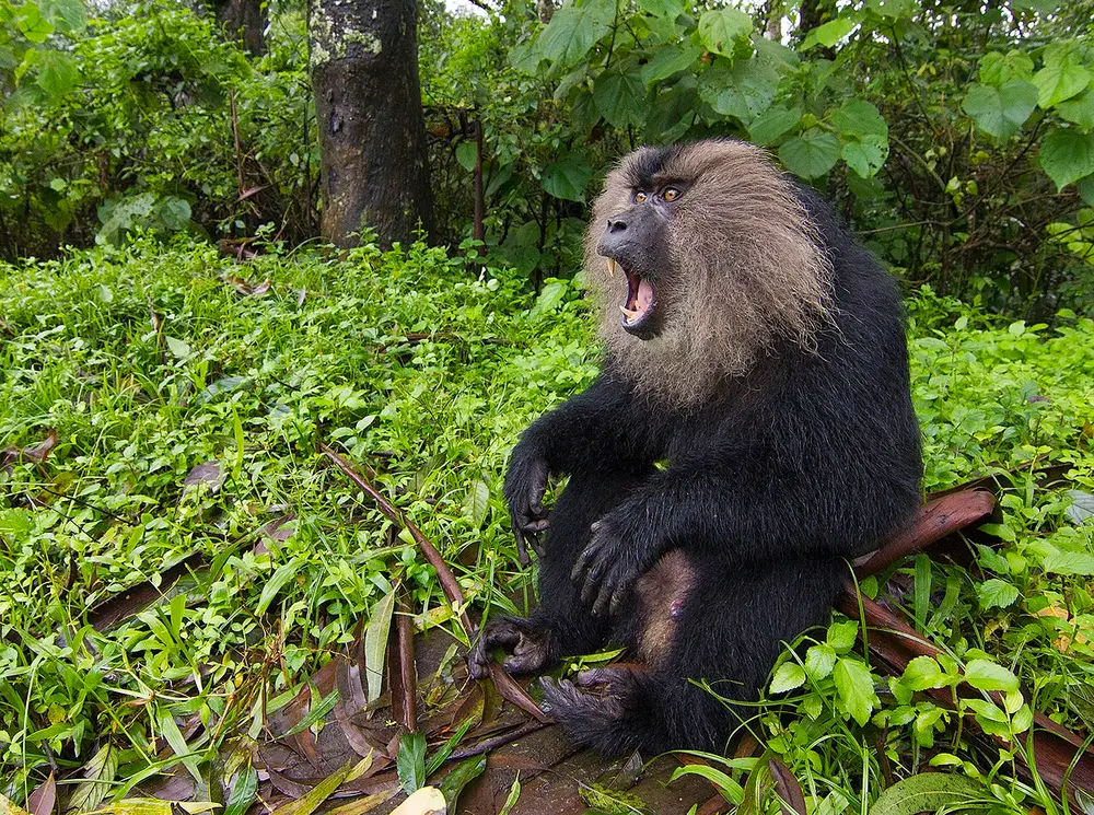 A black monkey with a thick silver-grey mane round its face, sitting on the forest floor with its mouth wide open showing its teeth.