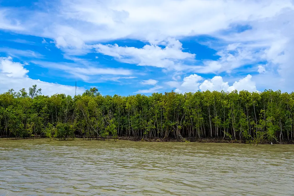 A dense wall of green mangrove trees on stilt-like roots, along the edge of a wide, muddy river under a blue sky.