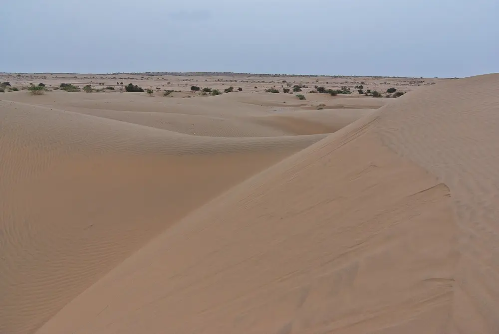Smooth, pale sand dunes stretching to a flat horizon dotted with small green bushes, under a grey sky.