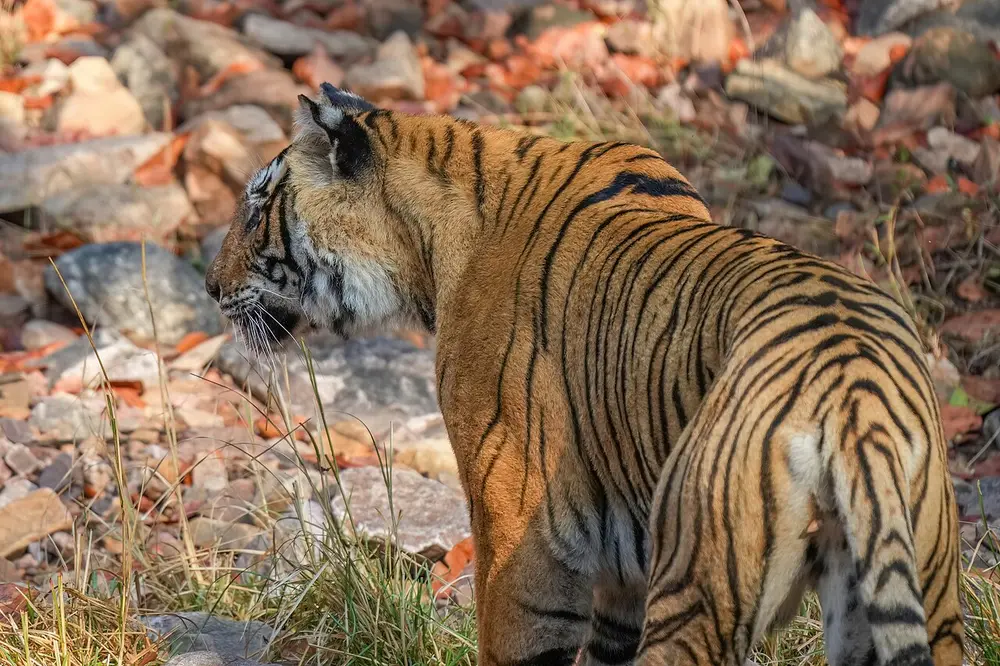 A Bengal tiger seen from behind and to one side, looking left across a rocky slope scattered with dry leaves.