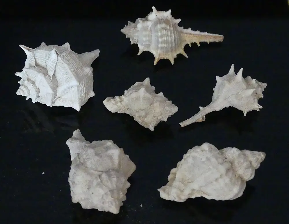 A group of white, spiky sea snail shells of different shapes laid out on a black cloth.