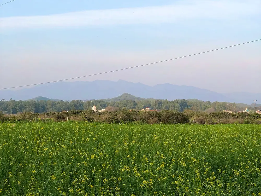 A wide field of yellow-flowering mustard under a pale blue sky, with low hills in the distance.