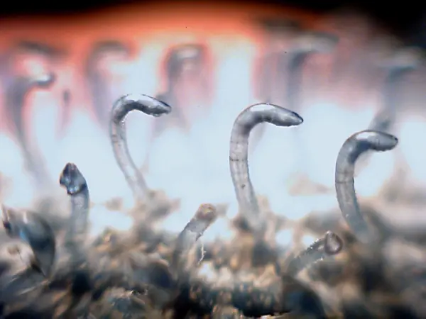 A close-up of Velcro, showing tiny curved plastic hooks standing up from a woven base like little walking sticks.