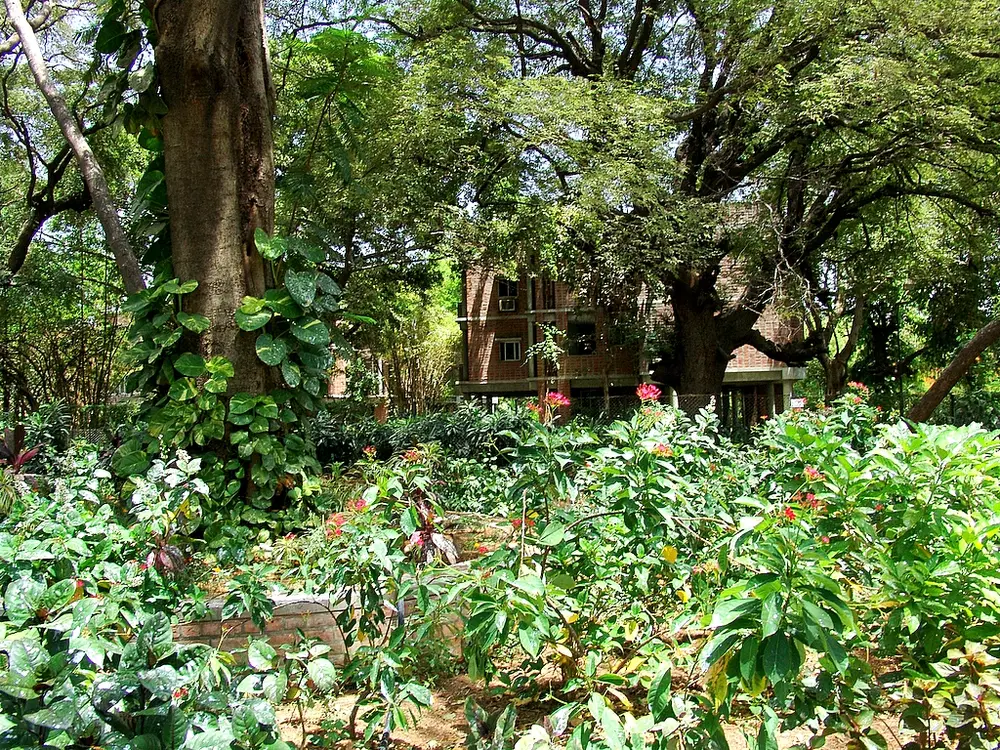 A red-brick building of the NID campus in Ahmedabad, half hidden behind large old trees and flowering bushes.