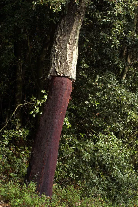 A cork oak tree in a forest, its trunk stripped of bark up to head height, showing smooth reddish-brown wood below the rough grey bark that is left above.