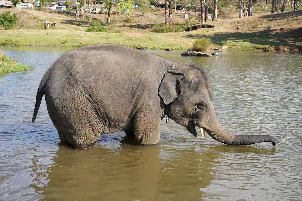 Raghu, a young elephant, standing knee-deep in a river and dipping his trunk into the water, with grassland and trees behind.