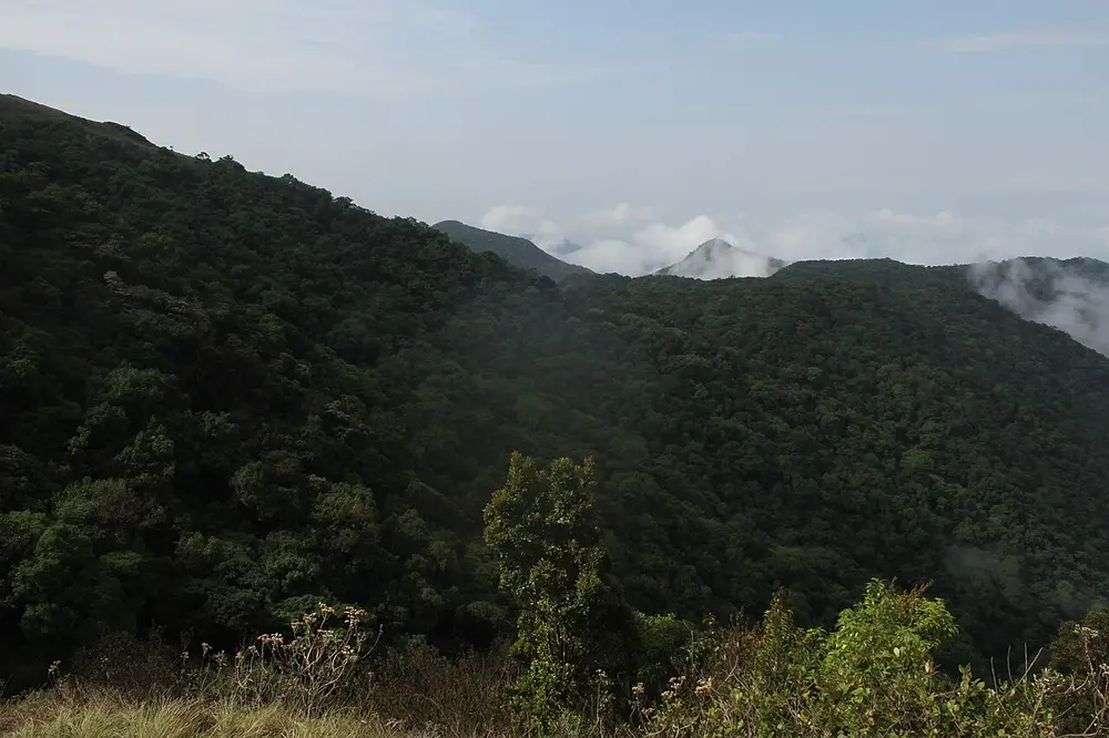 Hills covered in thick, dark-green forest, with mist and low clouds over the ridges in the distance.