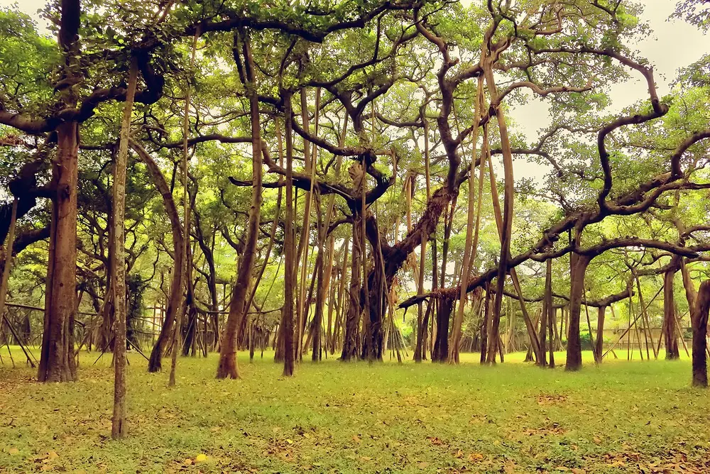 The Great Banyan in the botanical garden near Kolkata: a wide grove of trunks and arching branches over green grass, all part of one tree.