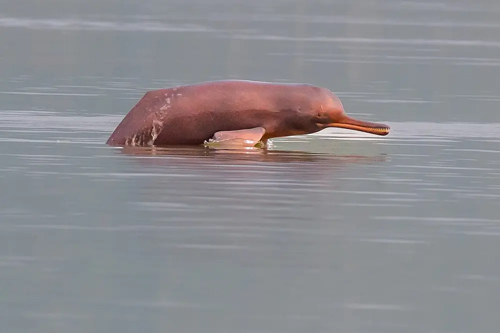 A pink-grey Ganges river dolphin with a long, thin beak rising out of calm grey river water.