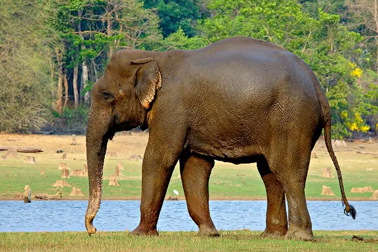 An Indian elephant with short tusks standing on grass beside a lake in Nagarhole National Park, Karnataka, with trees behind it.