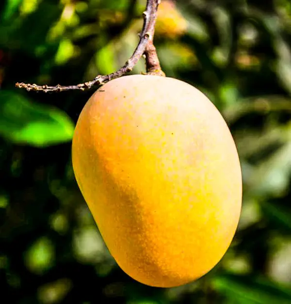 A ripe yellow-orange Alphonso mango hanging from a thin stalk against dark green leaves.
