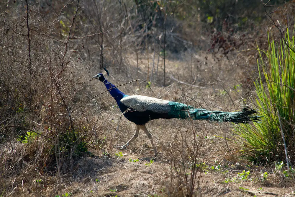 A male peacock with a bright blue neck and a long green train of tail feathers, walking through dry scrub in Keoladeo National Park, Rajasthan.