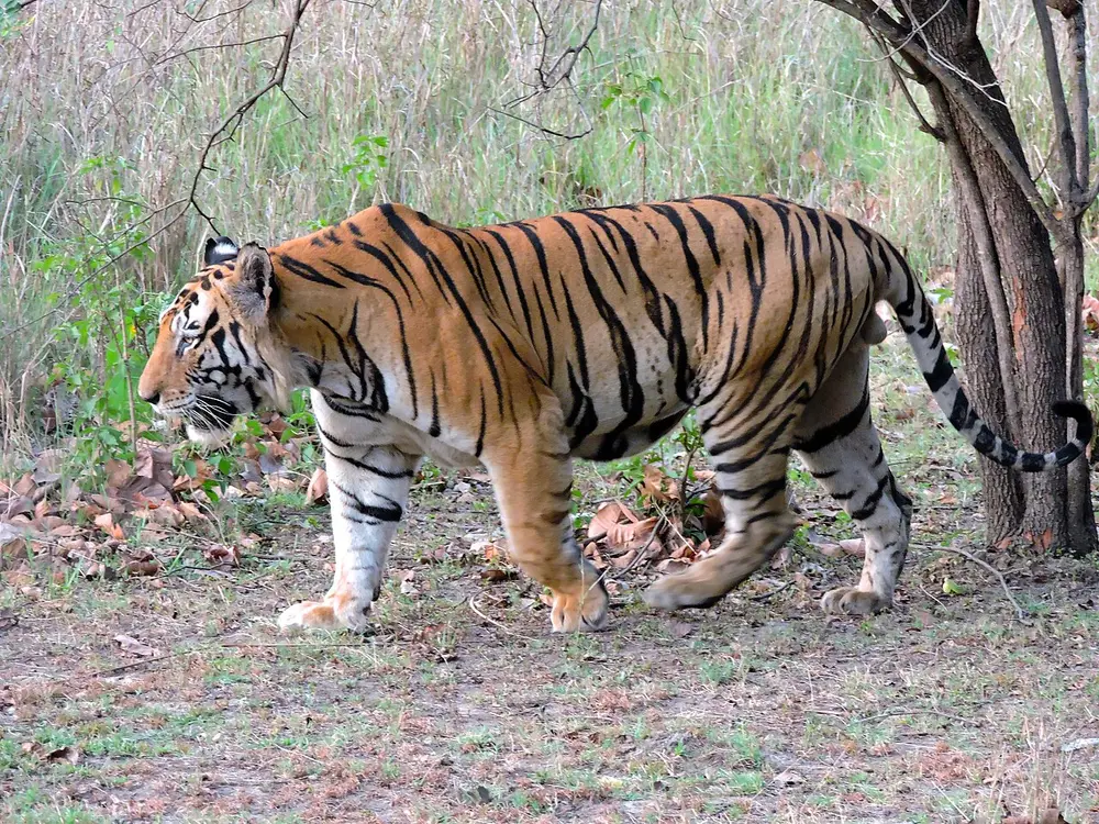 A Bengal tiger walking through dry grass and fallen leaves in a forest in Kanha National Park.