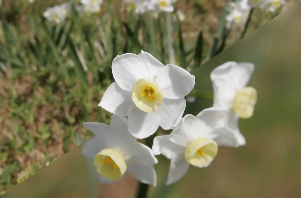 A photo of white jonquil flowers split along a diagonal. In the upper left half the grass and flowers behind are fairly sharp; in the lower right half the background is a smooth green blur and only the front flowers are sharp.