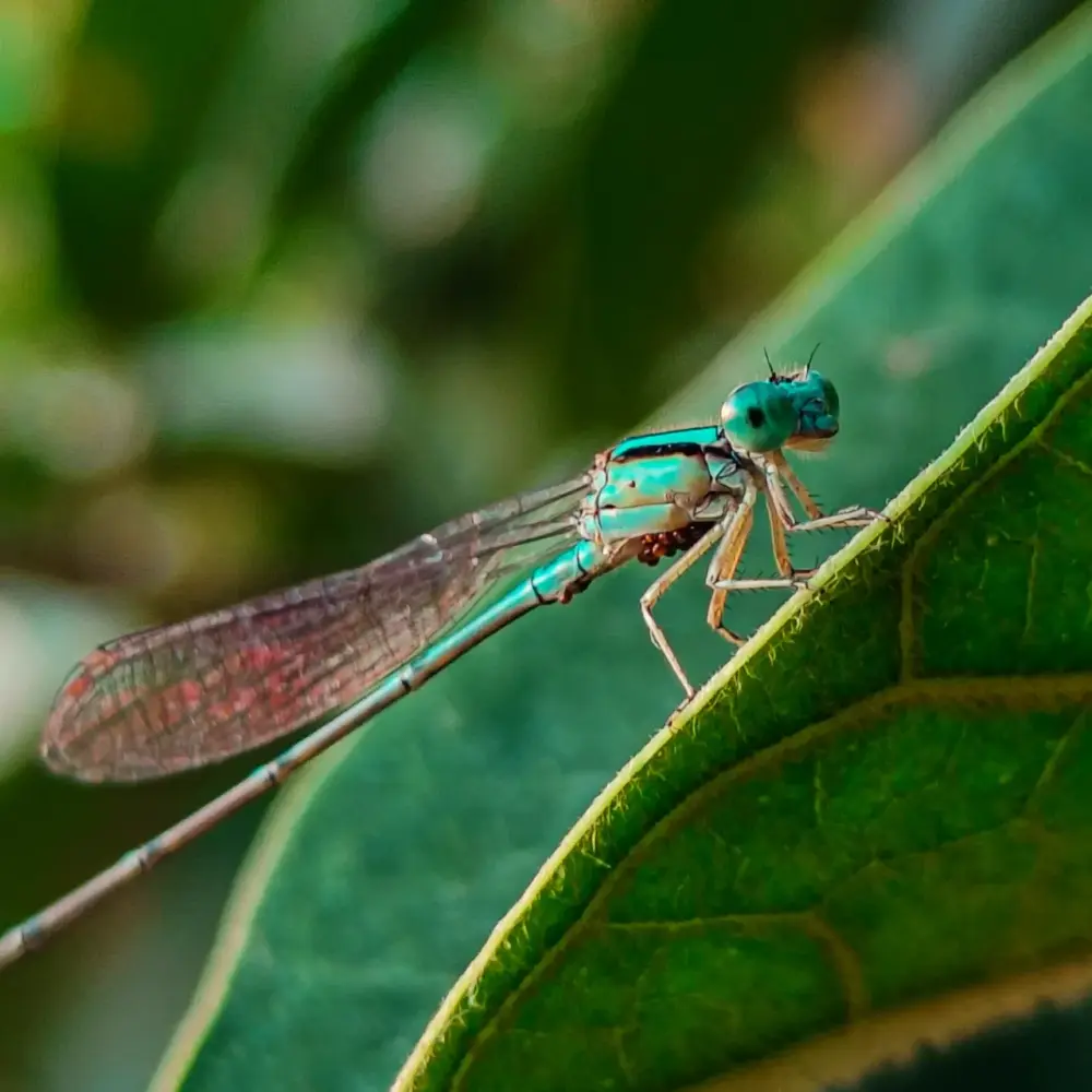 A close-up of a slender turquoise damselfly on a green leaf, with every vein of its clear wings and the dots of its eyes sharp, against a soft green background.