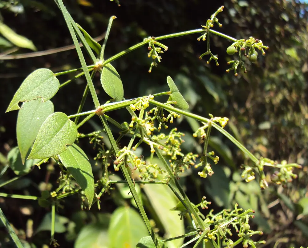 A climbing plant with heart-shaped green leaves and clusters of tiny yellow-green flowers.