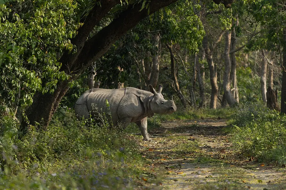 A one-horned rhinoceros standing on a forest track among trees.