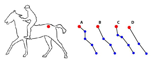 The drawing shows the figure of a horse with the point (marked with a red dot) where the pelvic girdle meets the vertebral column. Which of the options shows simplified bone linkages for the hind leg of the horse beginning with the red dot?