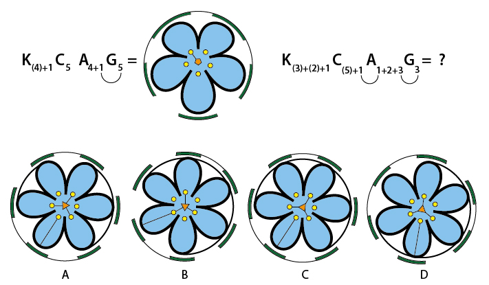 A flower notation system is shown where K_(4+1) C_5 A_(4+1) G_5 equals a specific flower form. Using the same notation system, identify the flower form for K_(3+2+1) C_(5+1) A_(1+2+3) G_3.