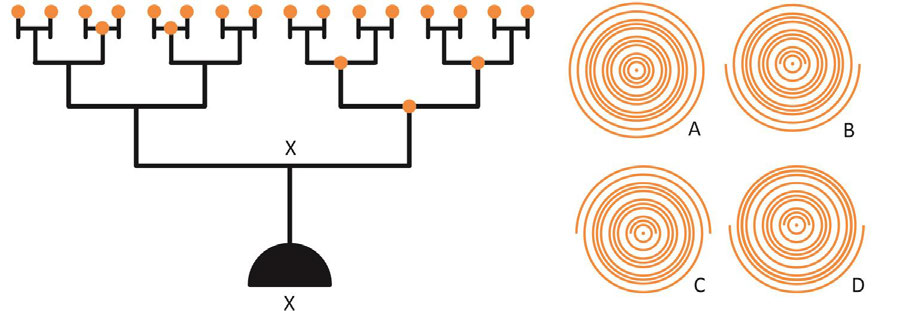 The object shown below is rotated by 180 degrees about the X axis in the anticlockwise direction as seen from the top. Identify the trail left by the orange blobs when seen from the top.