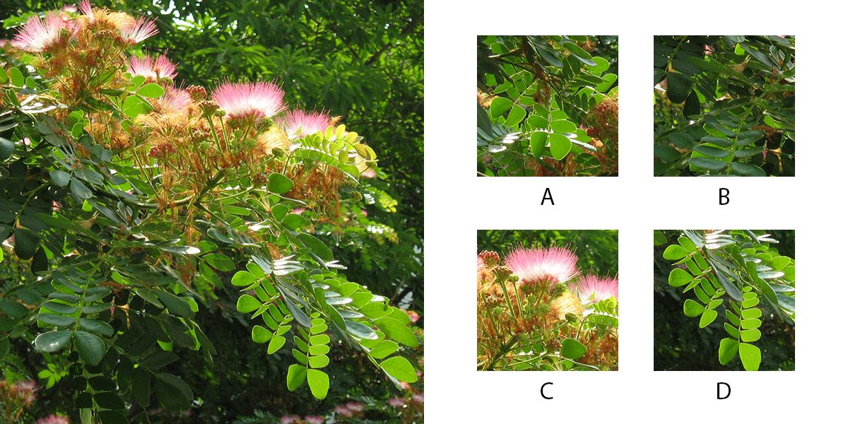 On the left is a photograph. Which option(s) is/are part(s) of that photograph?