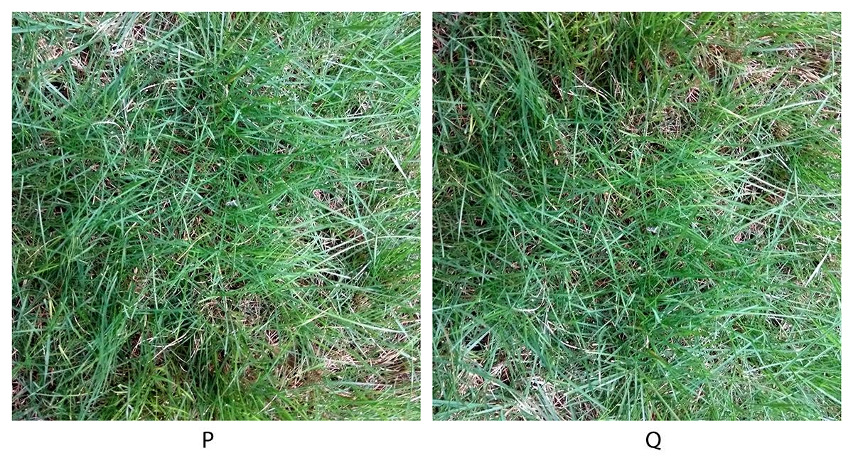 Image P shows a portion of a larger photograph. Some operations have been done on that photograph using an image manipulation software. Image Q shows a portion of the resulting photograph. Identify the option(s) that specifies/specify the correct operations.