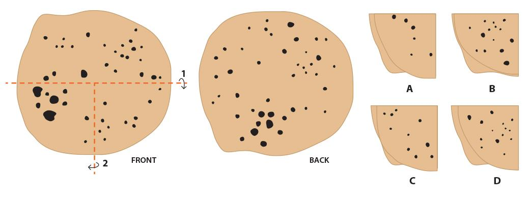 Thamarai's father has made a roti for her lunch. She folds the roti in the following sequence and packs it into her lunch box. Identify the folded roti.
