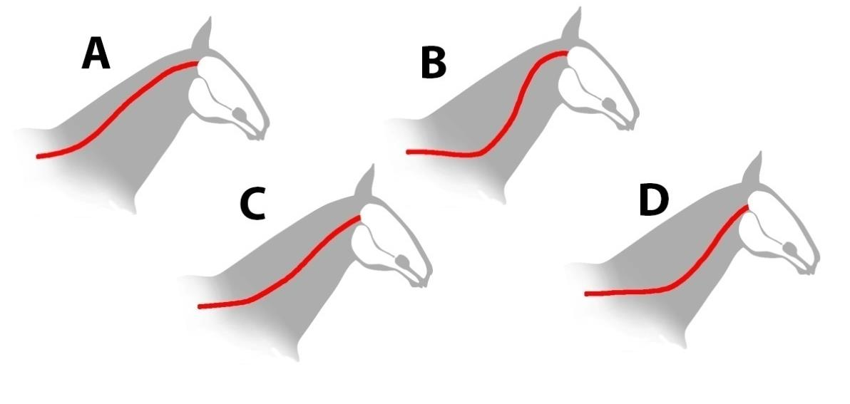 The figures show simplified shapes of the neck portion of the vertebral column of a horse. Which of the options is most correct?